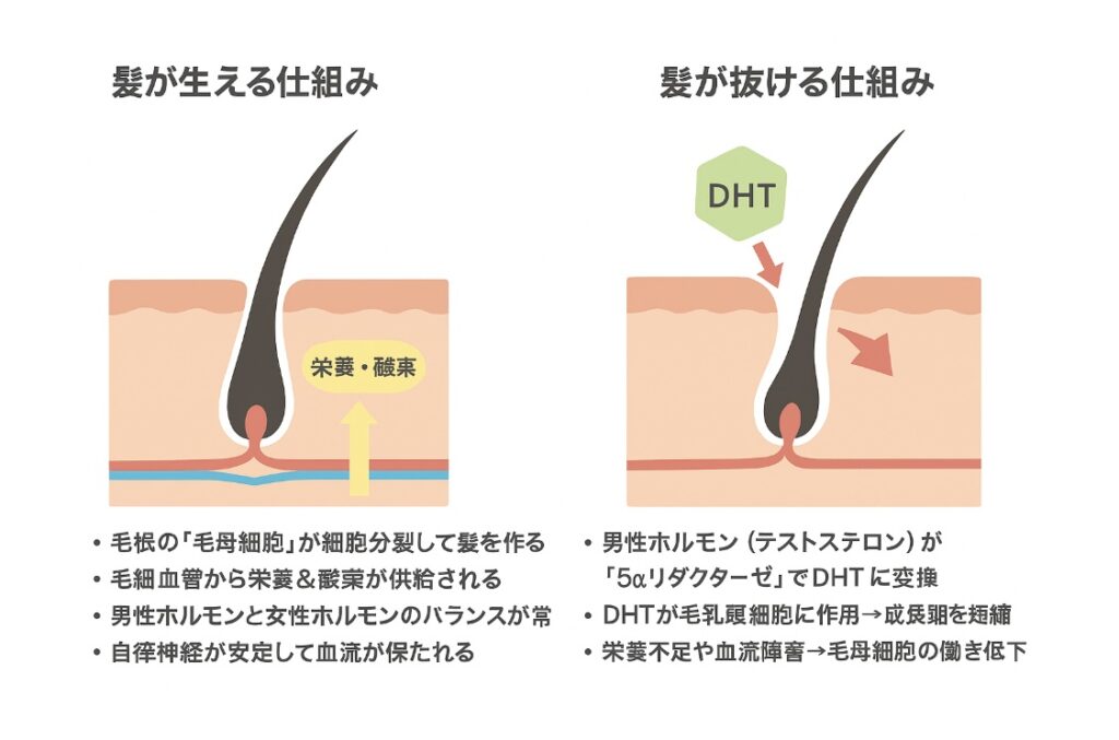アレッポの石鹸　髪　増えた